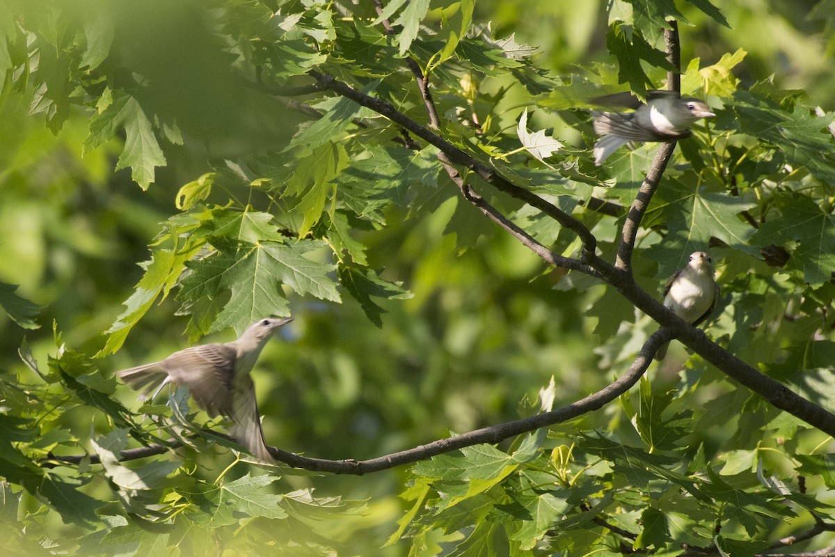 Warbling Vireo - ML166008521