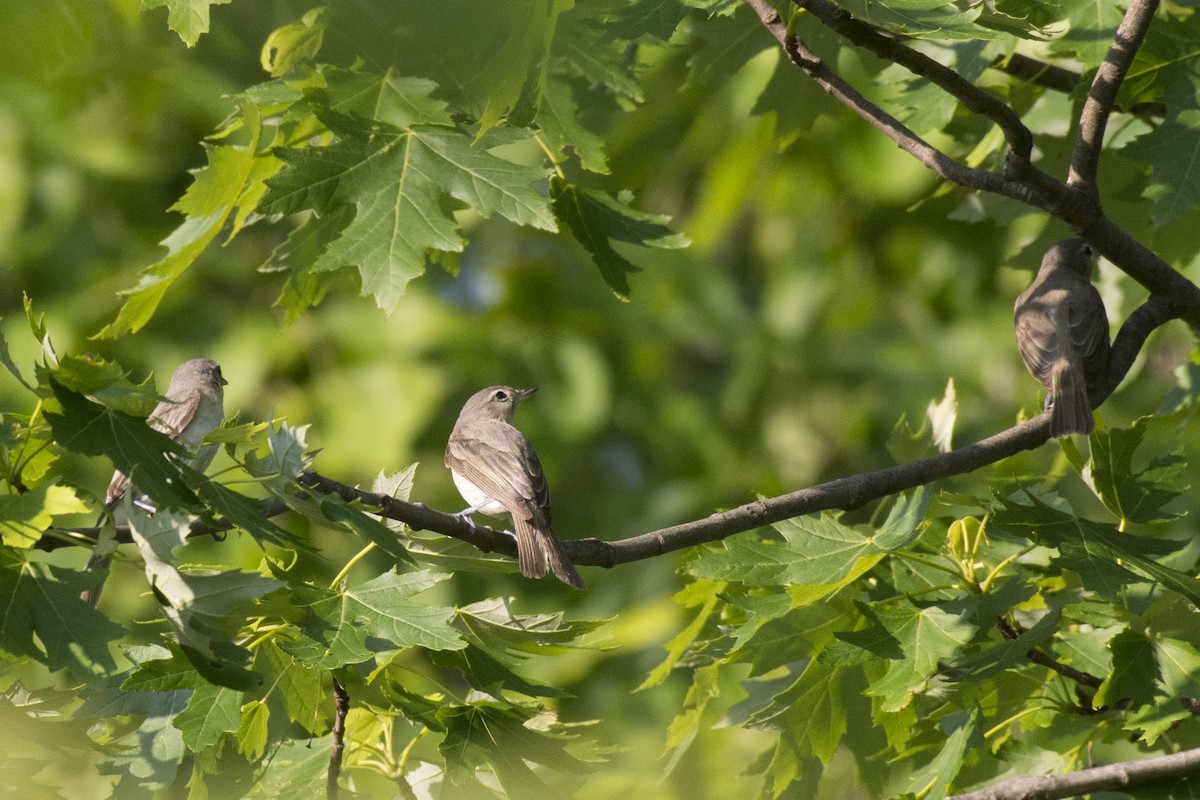 Warbling Vireo - ML166008541