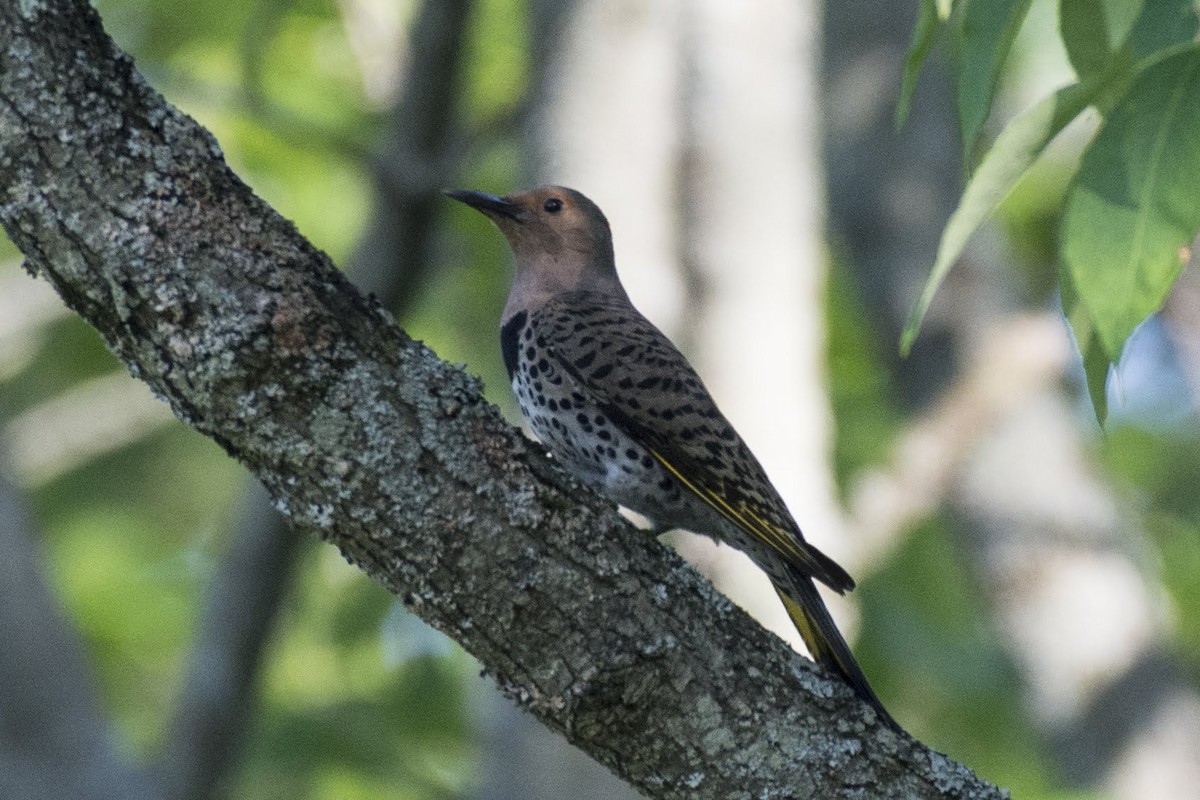 Northern Flicker (Yellow-shafted) - ML166008651