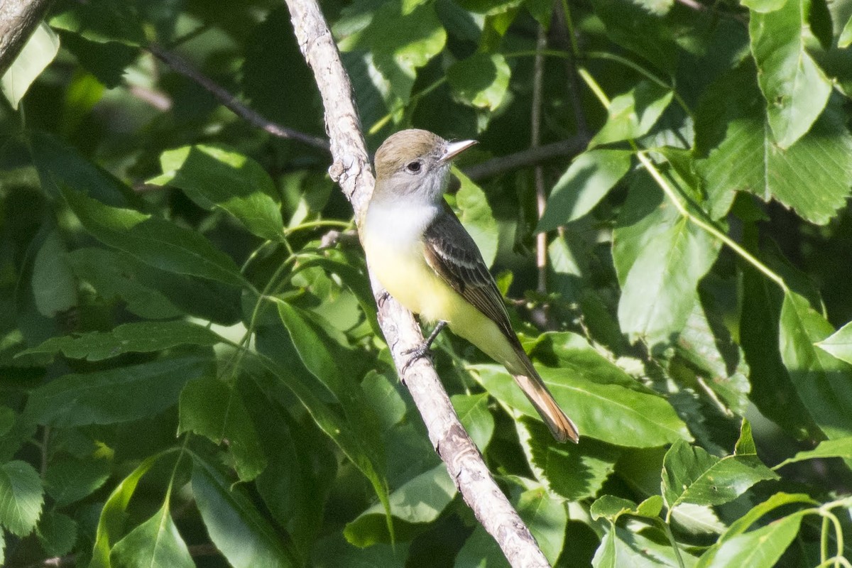 Great Crested Flycatcher - ML166008741