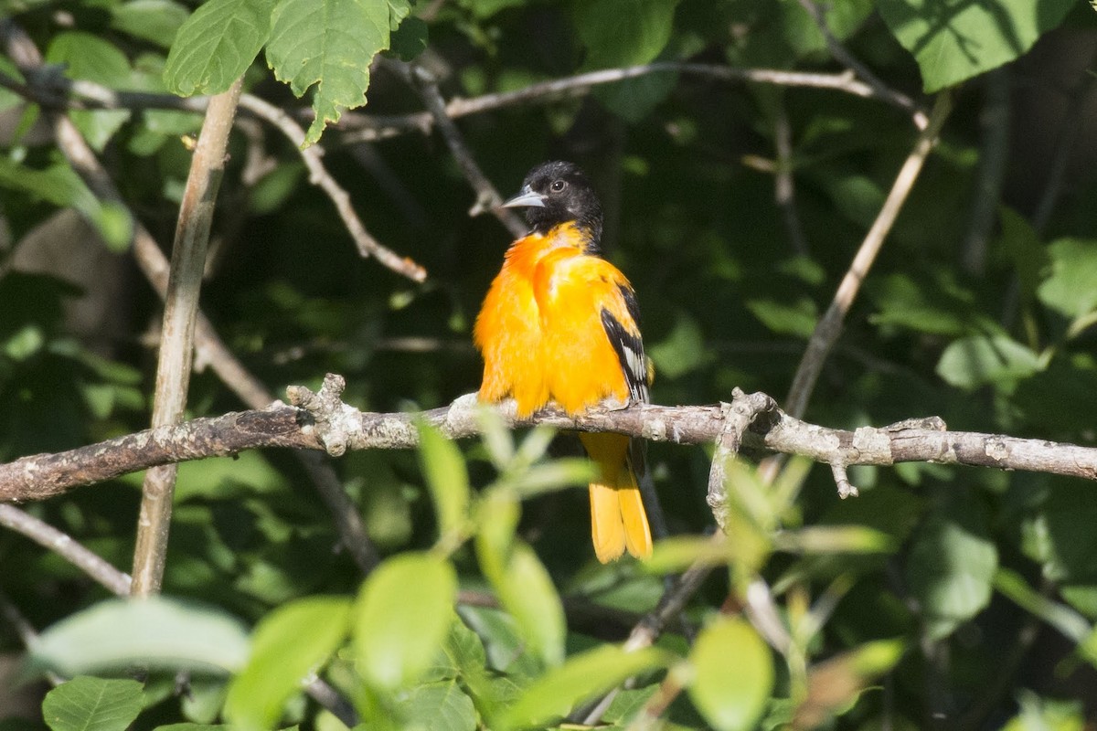 Baltimore Oriole - ML166008801