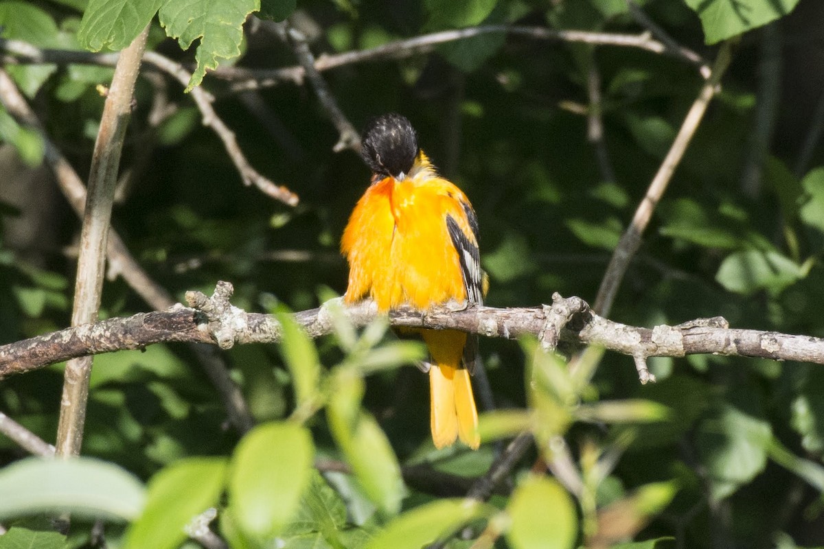 Baltimore Oriole - ML166008811
