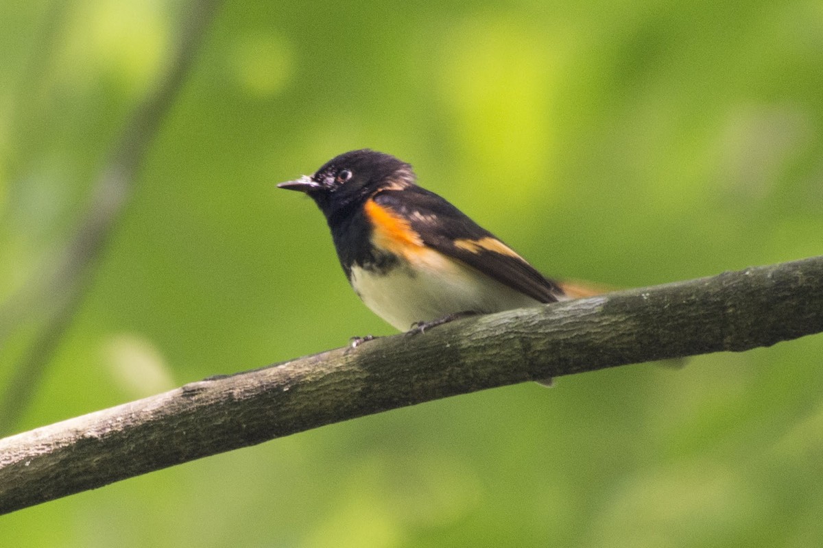 American Redstart - ML166008851