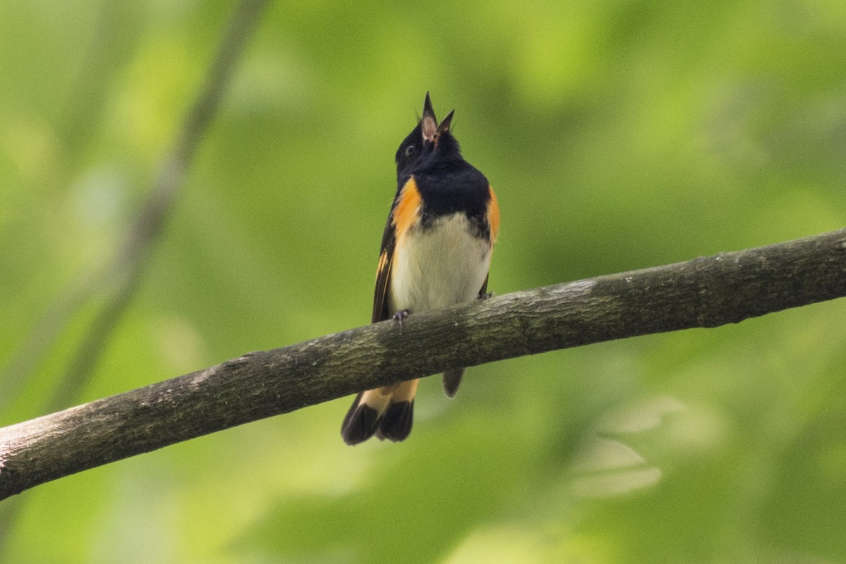 American Redstart - ML166008861