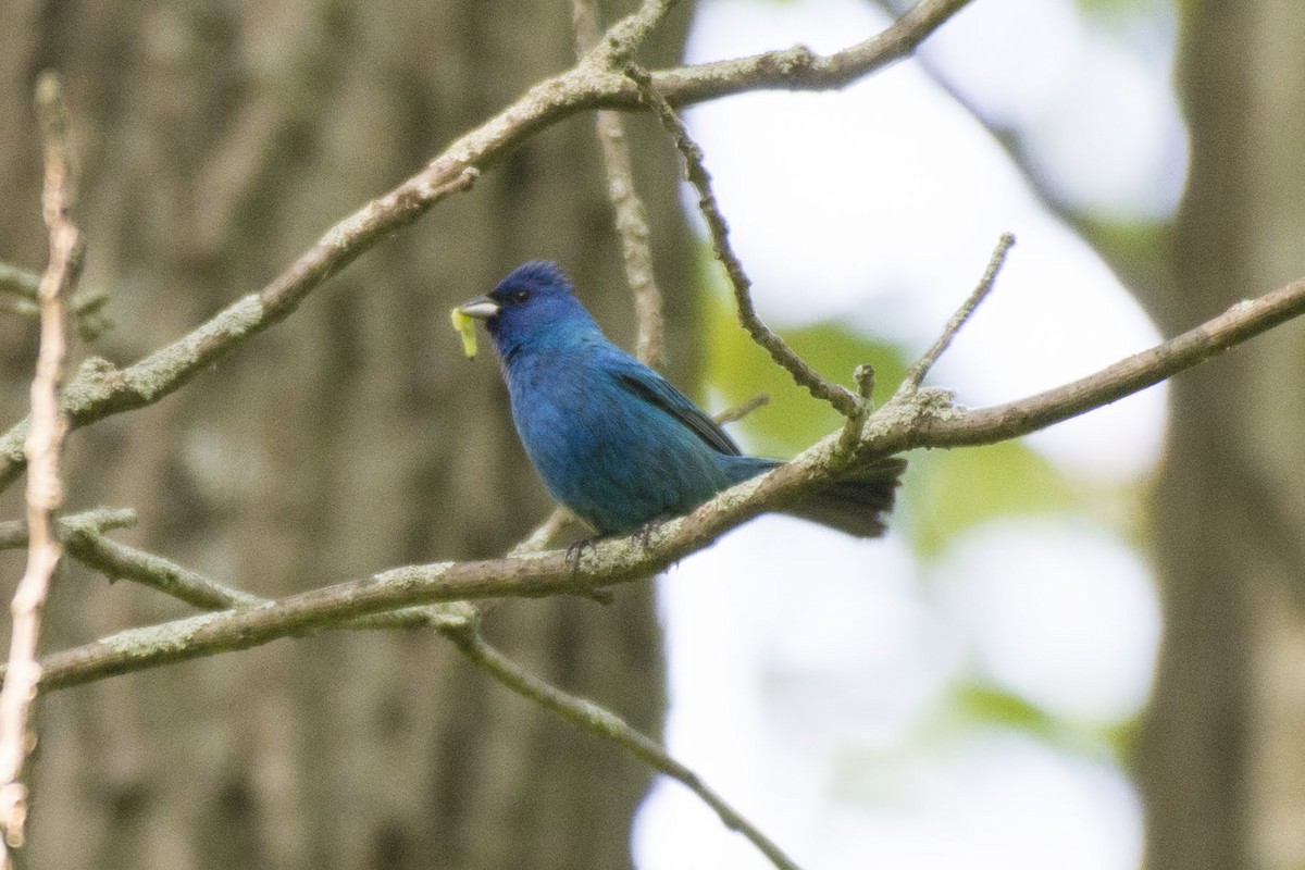 Indigo Bunting - ML166009141