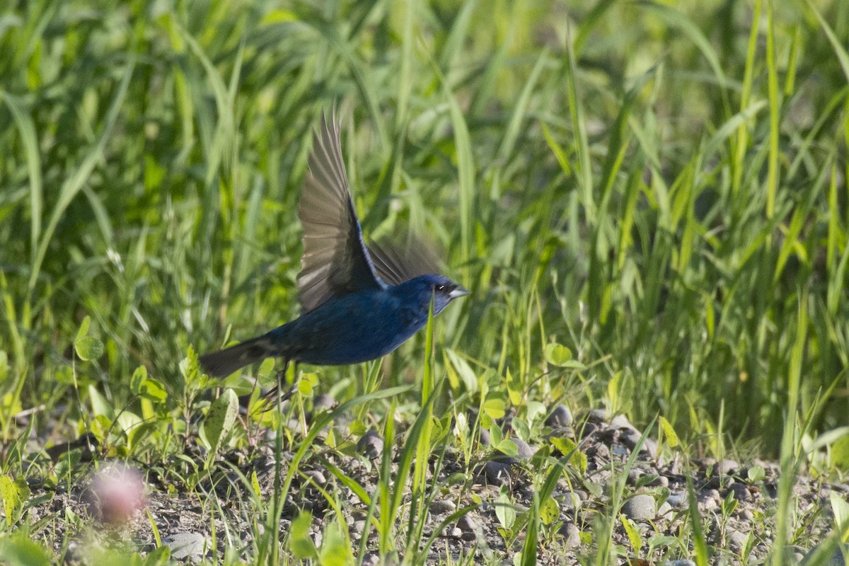 Indigo Bunting - ML166009161