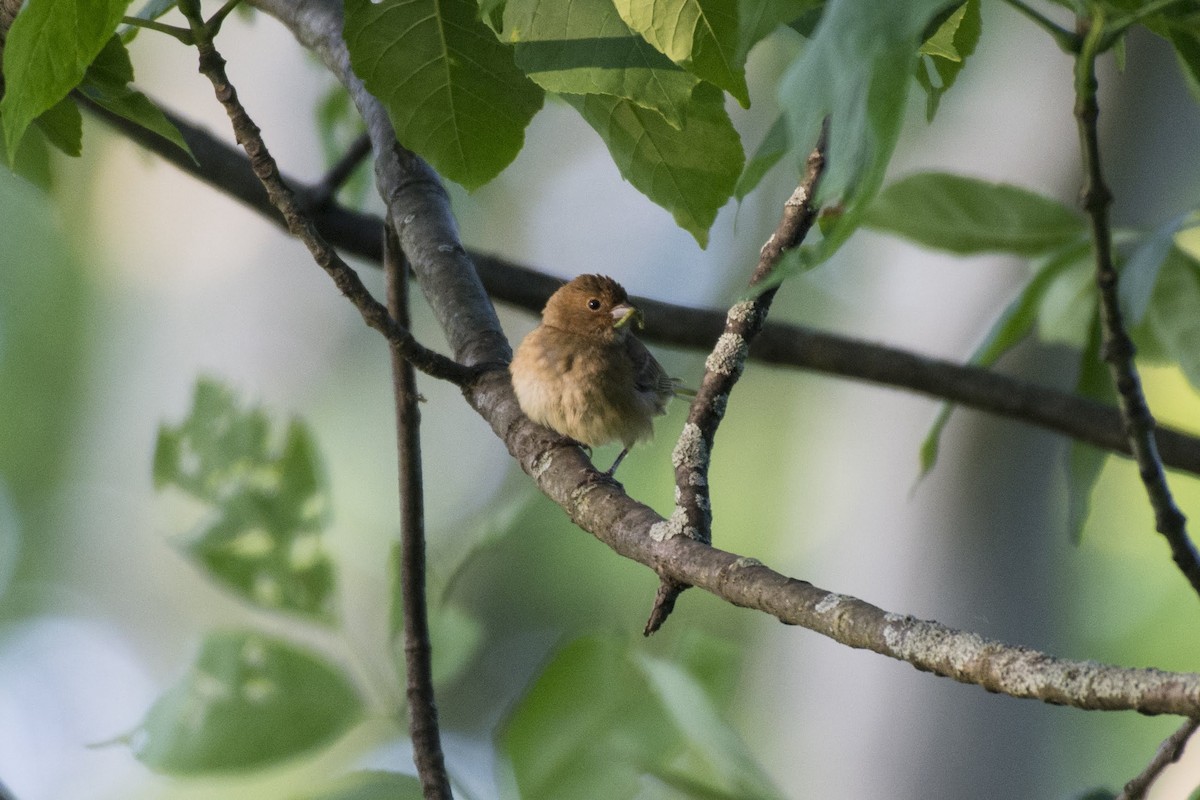 Indigo Bunting - ML166009171