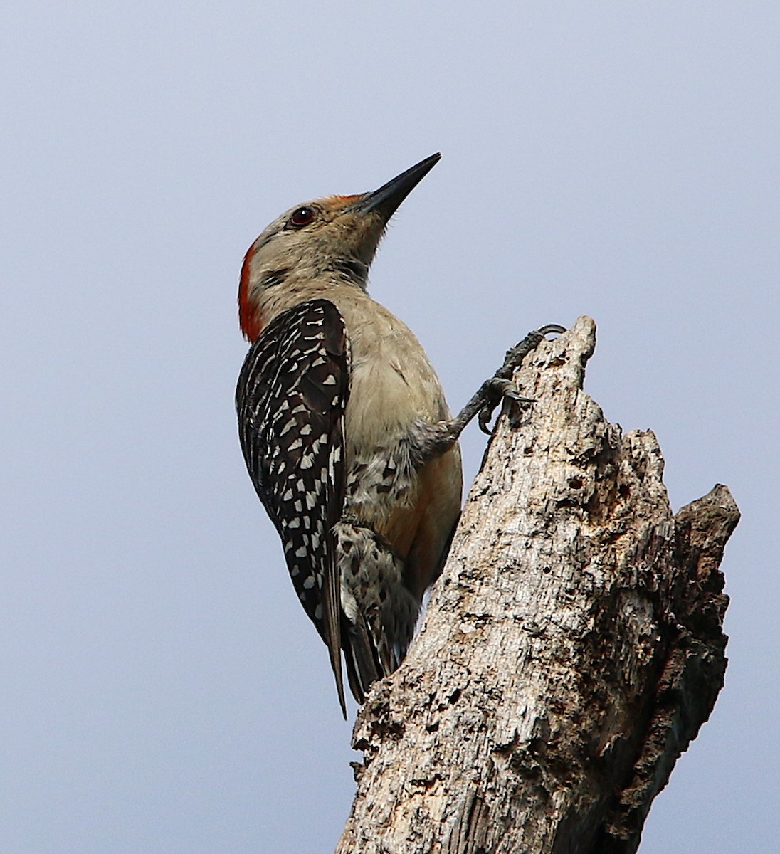 Red-bellied Woodpecker - ML166009831