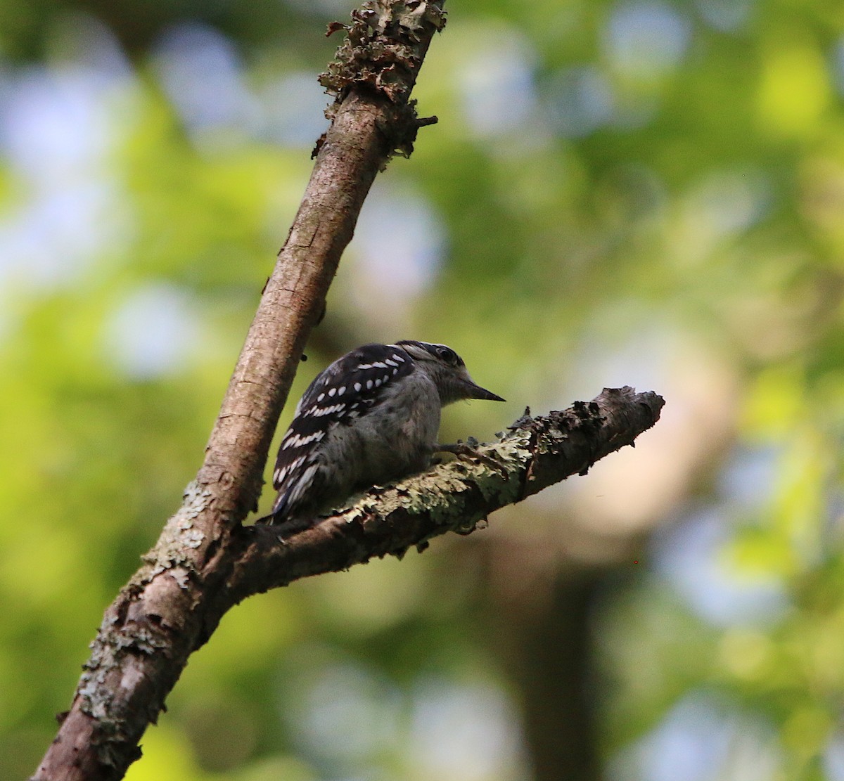 Downy Woodpecker - ML166009871