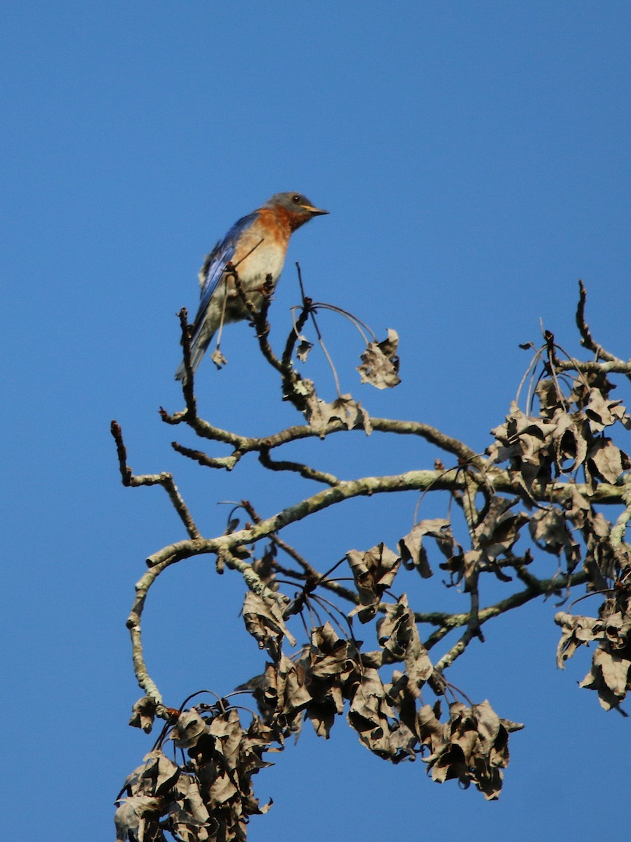 Eastern Bluebird - ML166010151