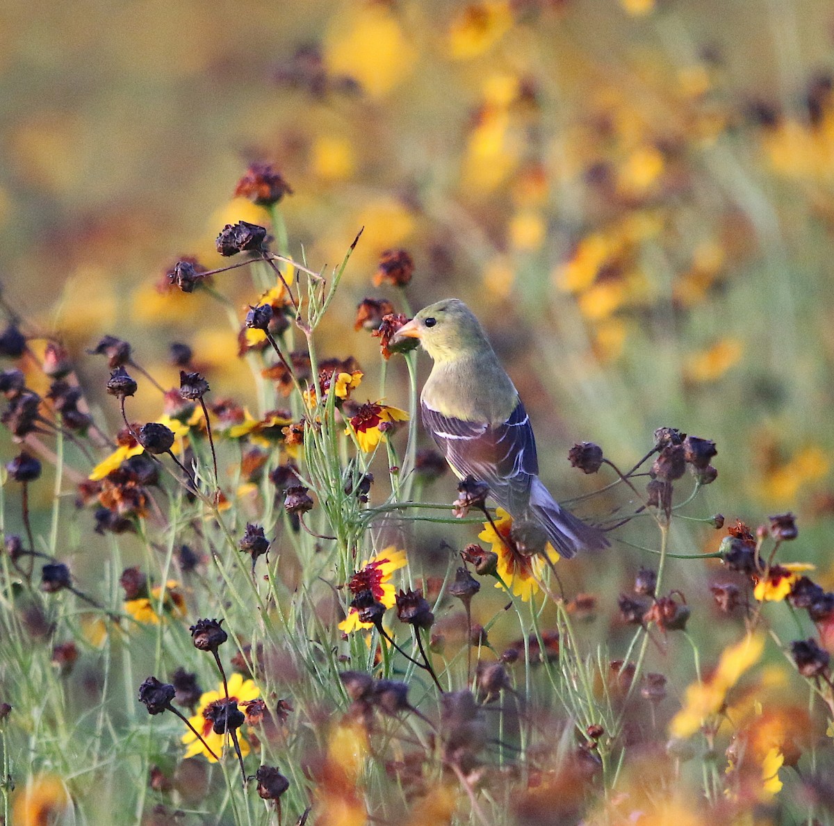 American Goldfinch - ML166010171