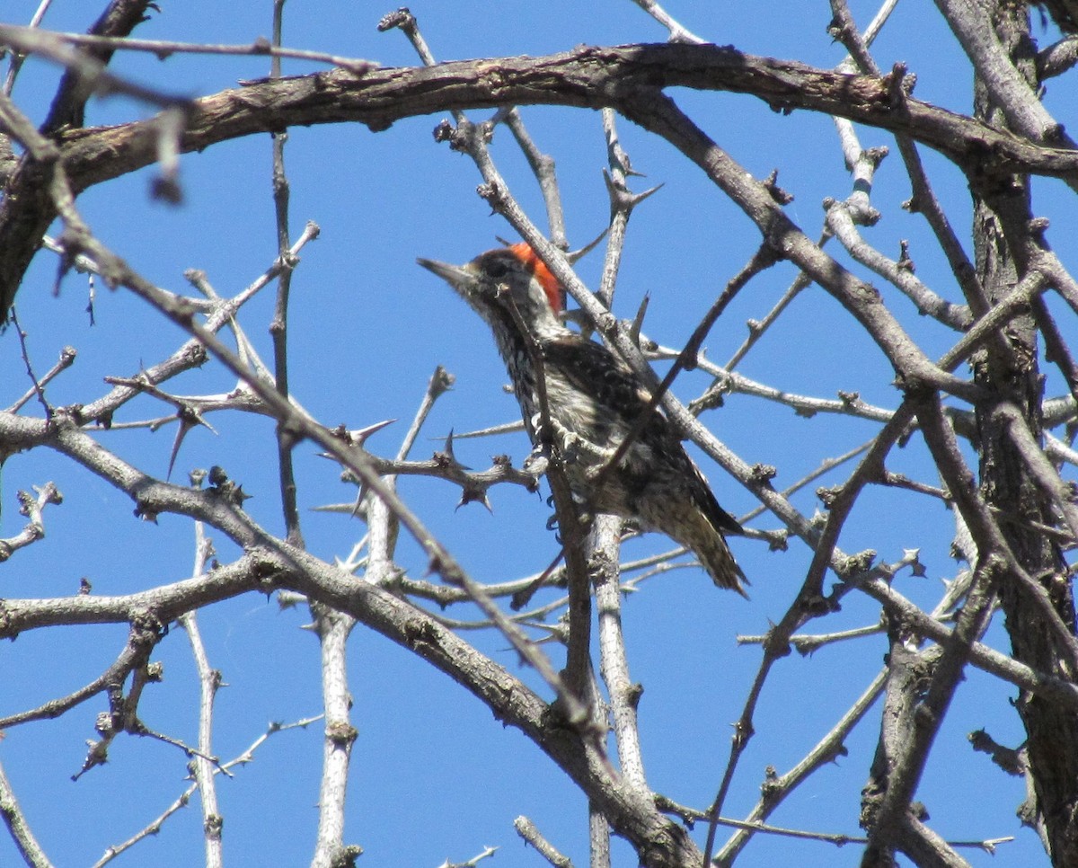 Cardinal Woodpecker - ML166011391