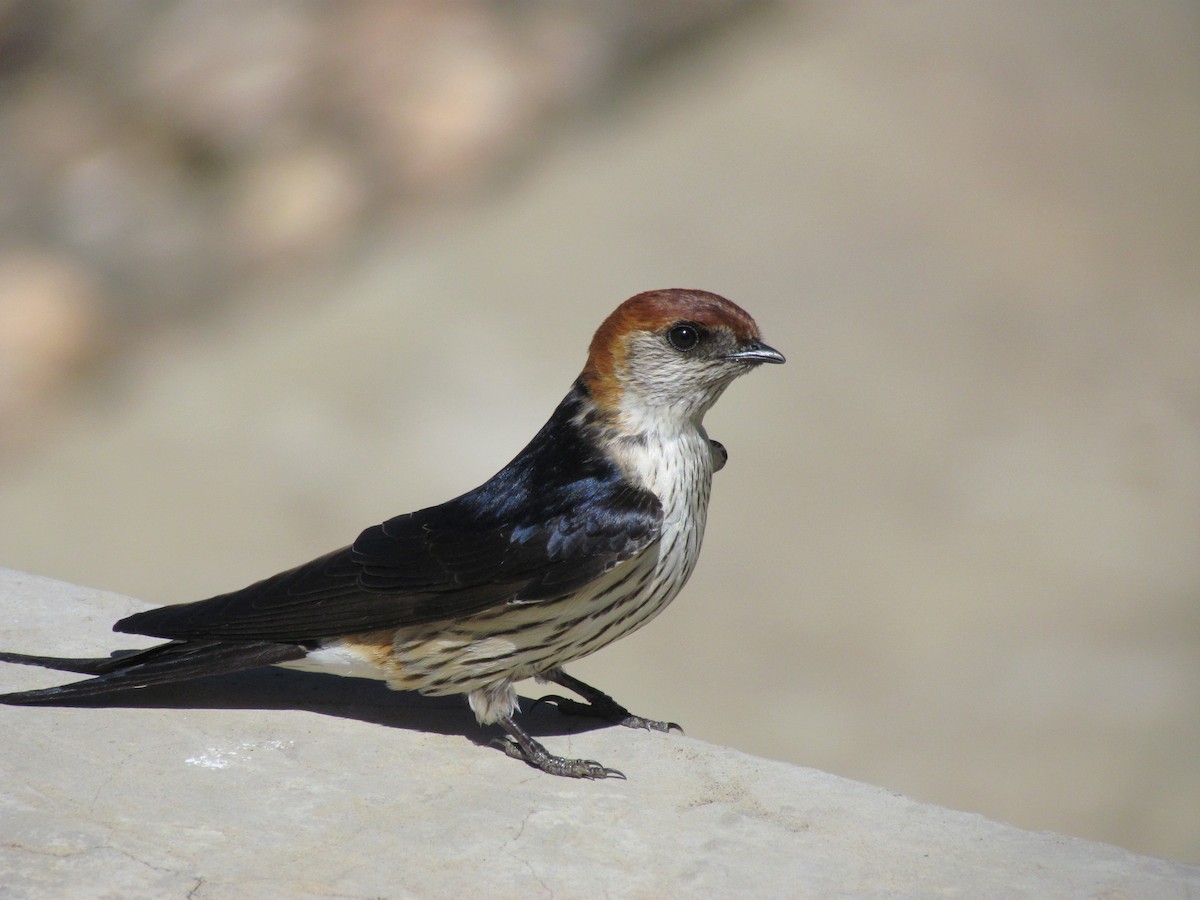 Greater Striped Swallow - ML166011471