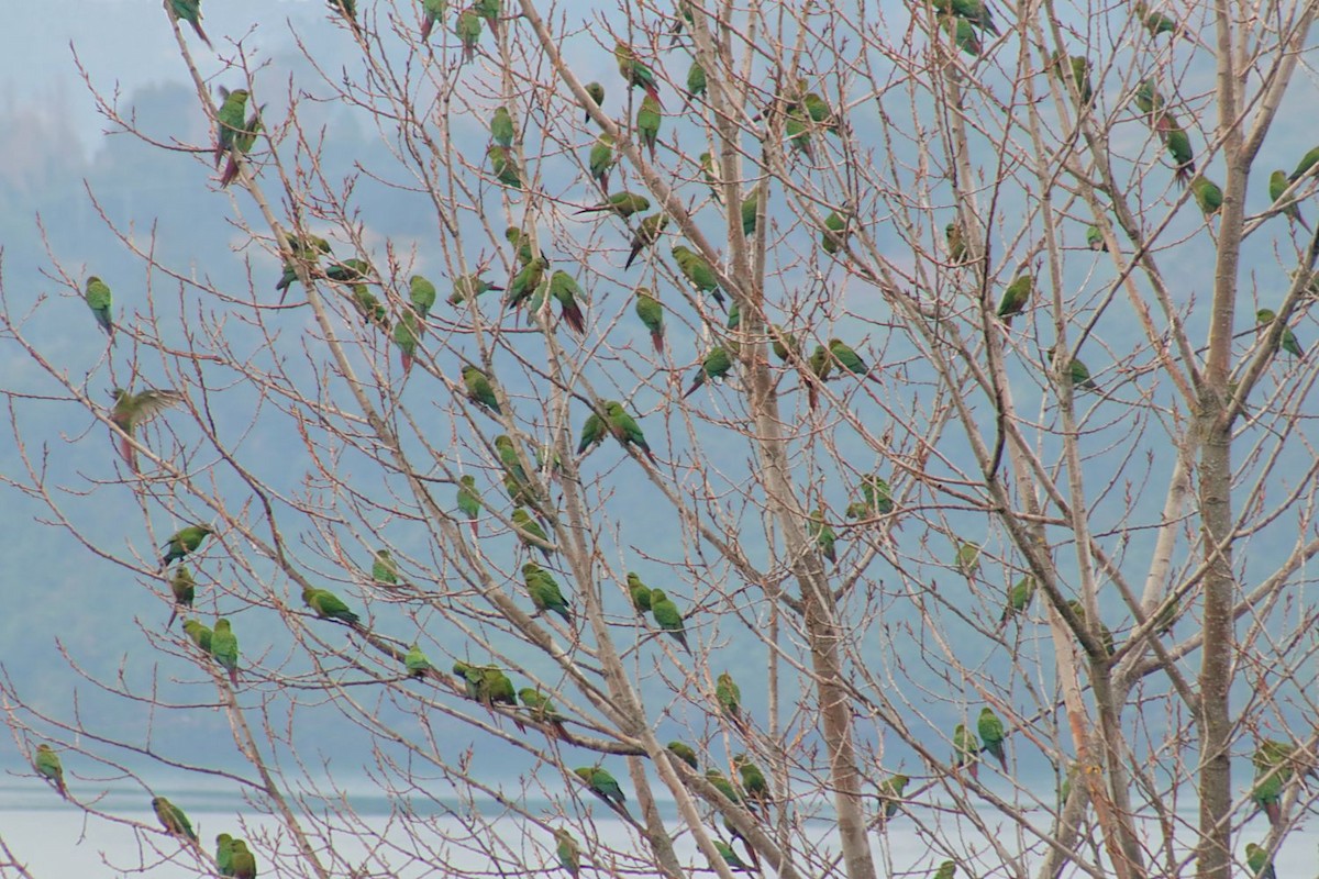 kogna smaragdový - ML166012141