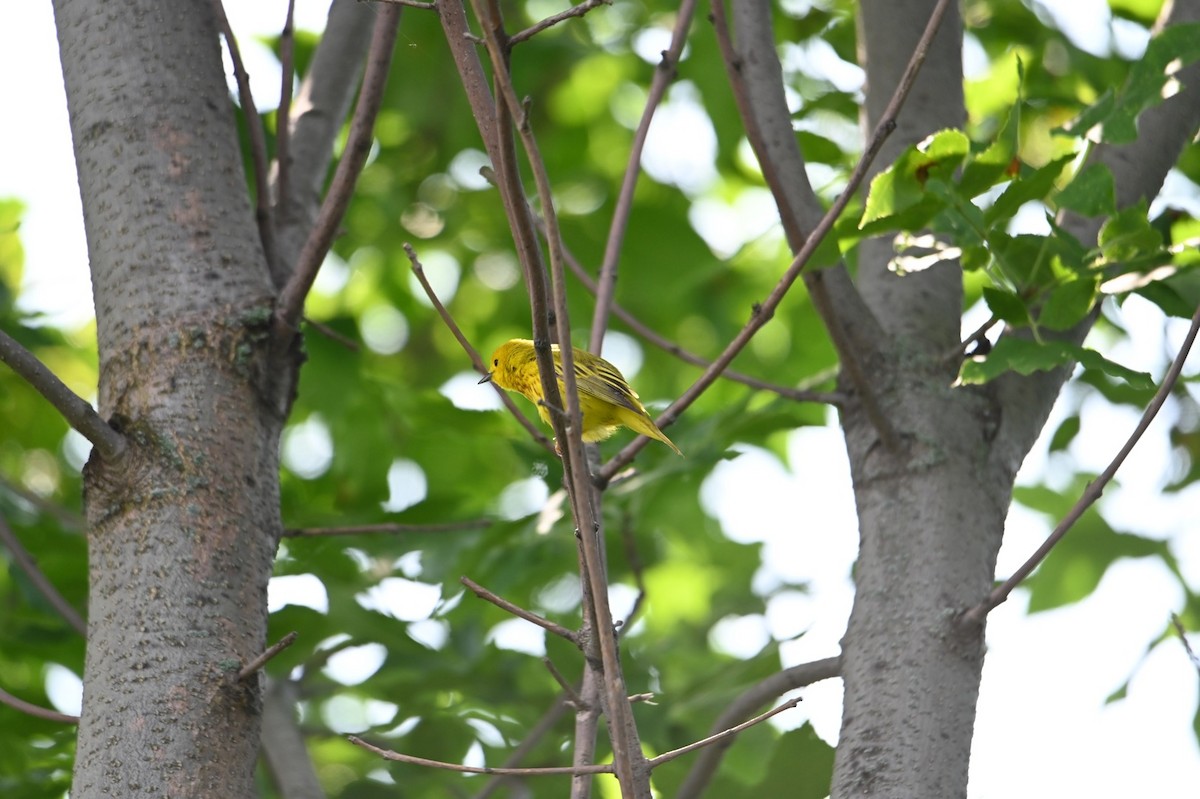 Yellow Warbler (Northern) - ML166012531