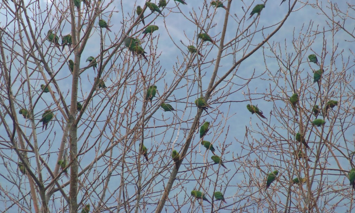 Austral Parakeet - ML166013451