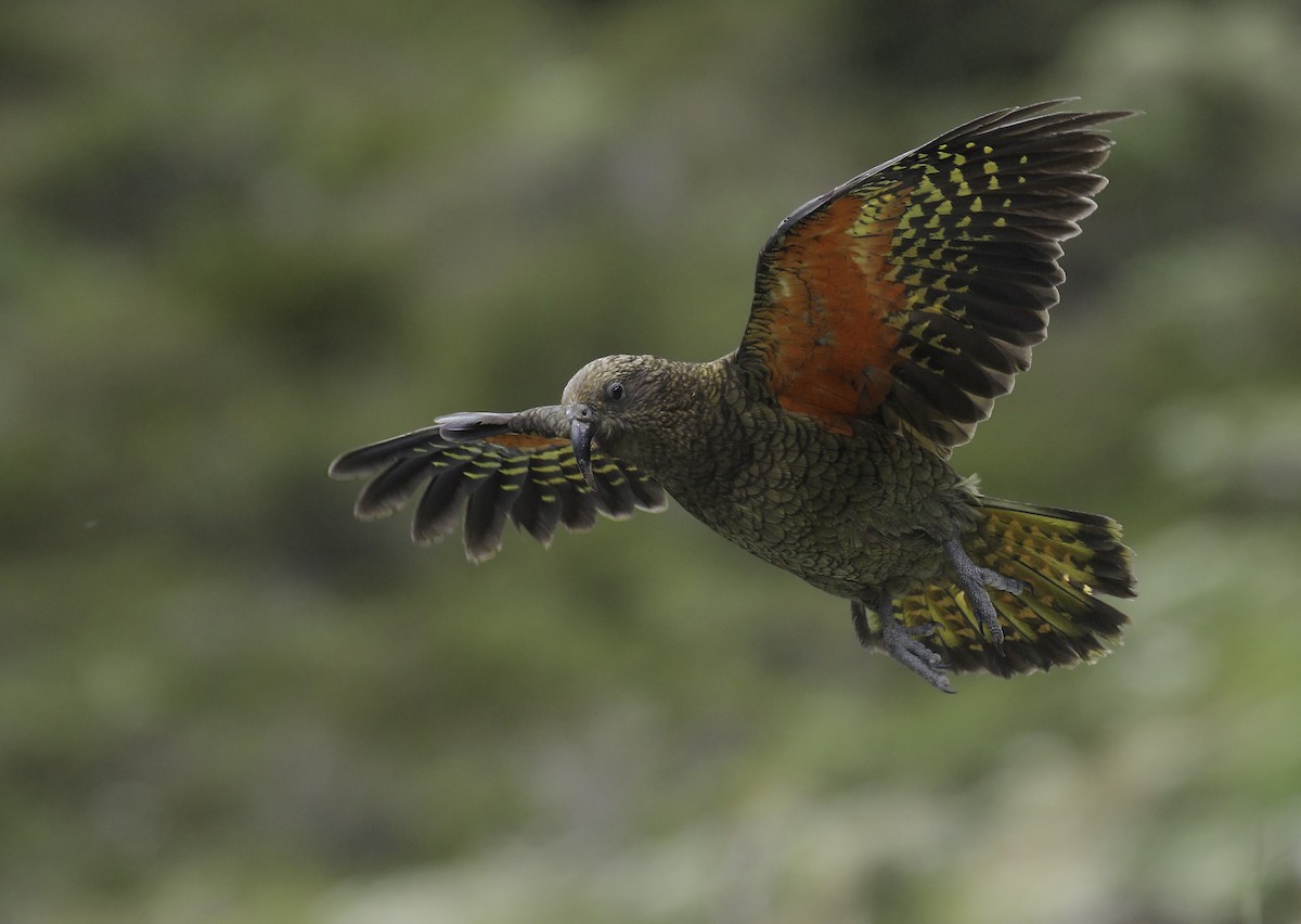 Kea - ML166013701