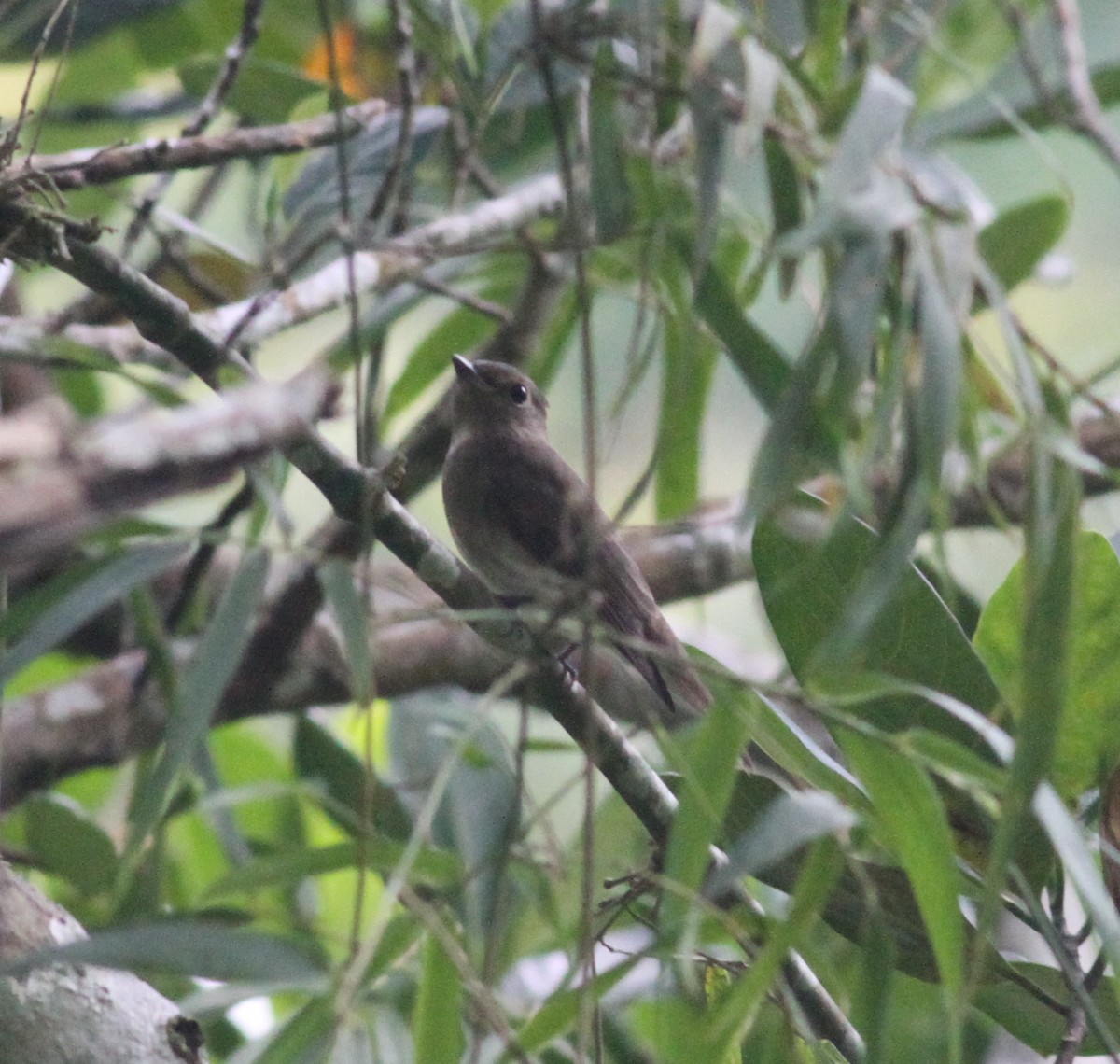 Green-backed Whistler - ML166014961