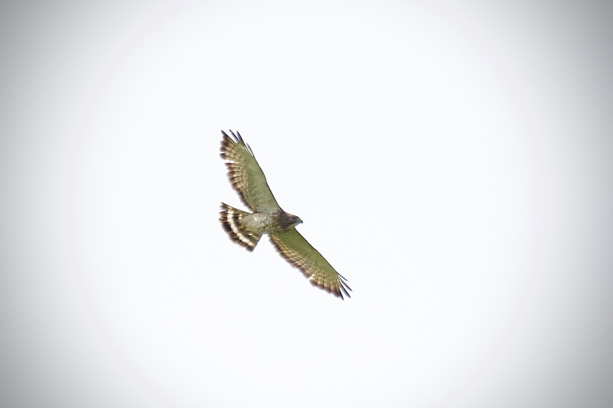 Broad-winged Hawk - ML166015041