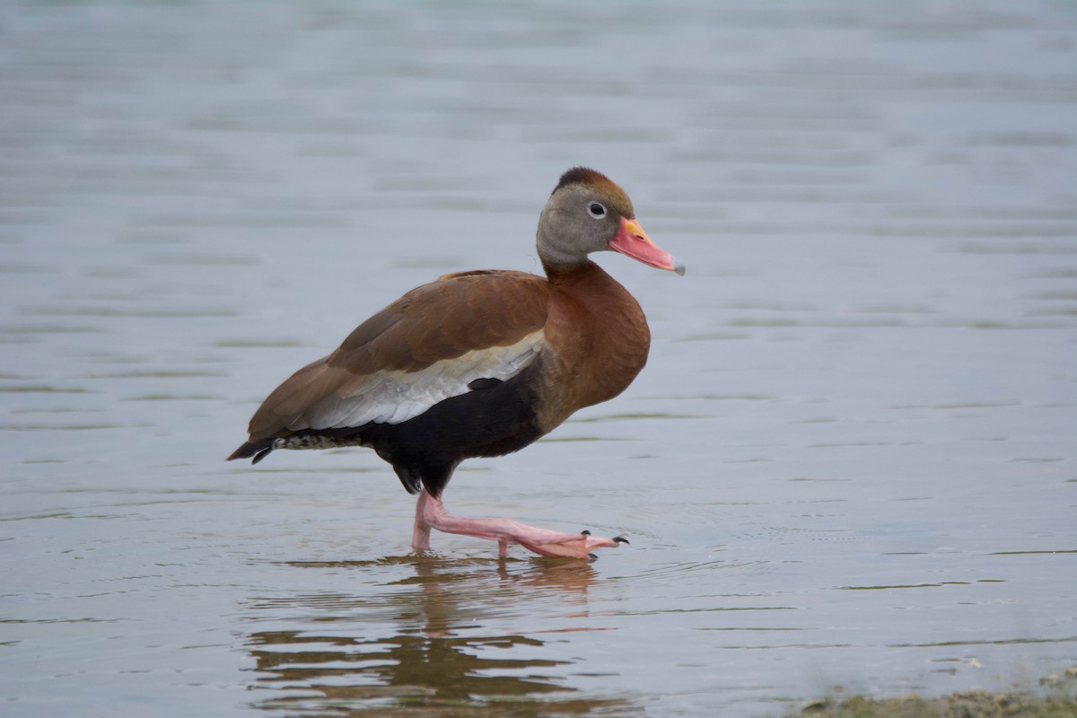 Black-bellied Whistling-Duck - ML166017211