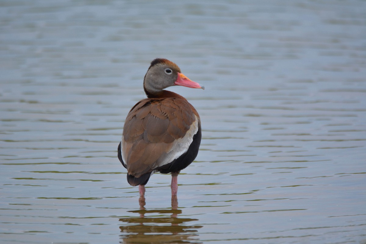 Black-bellied Whistling-Duck - ML166017221