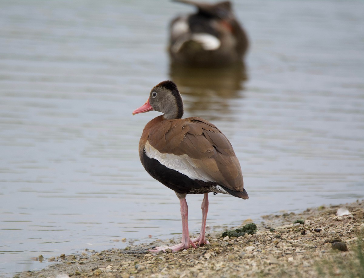 Black-bellied Whistling-Duck - ML166017251