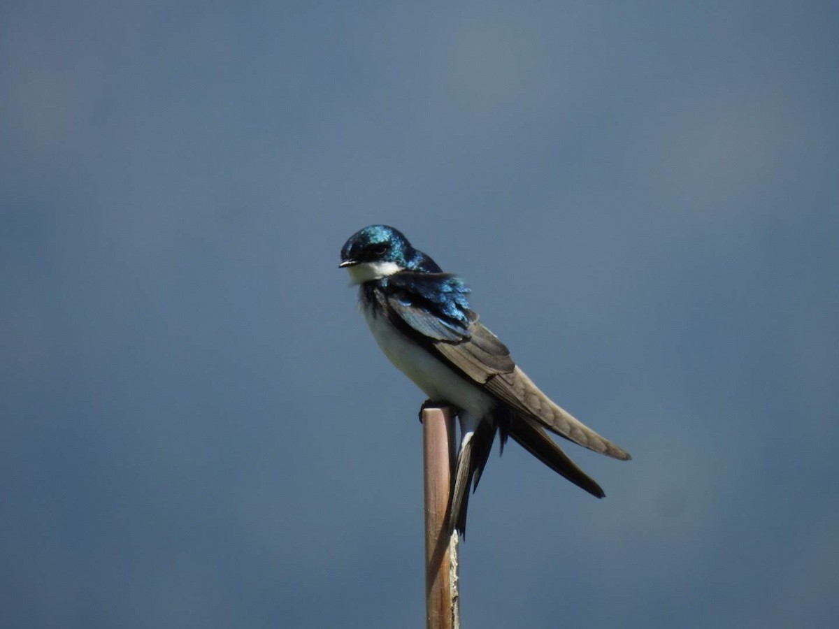Tree Swallow - Adam Otten