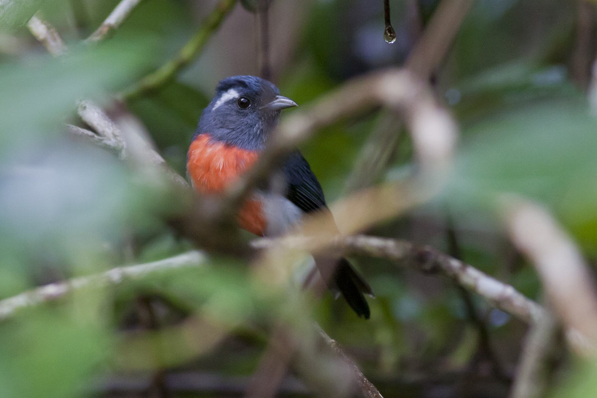 Gray-throated Chat - ML166017611