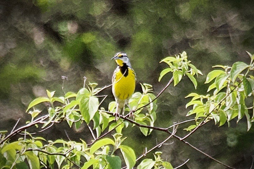 Eastern Meadowlark - ML166018211