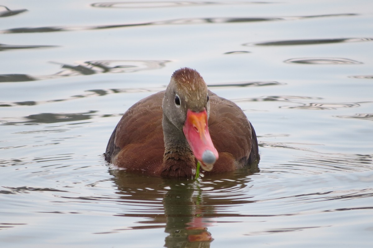 Black-bellied Whistling-Duck - ML166018971