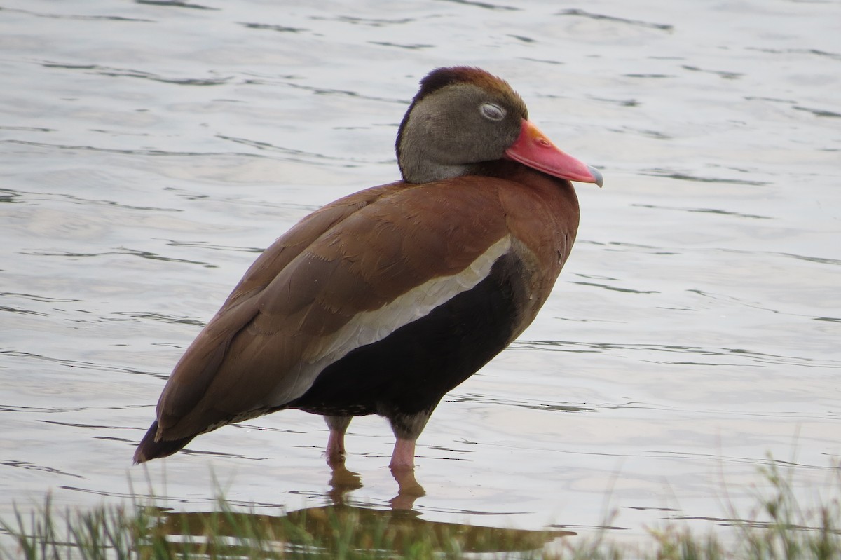 Black-bellied Whistling-Duck - ML166019001