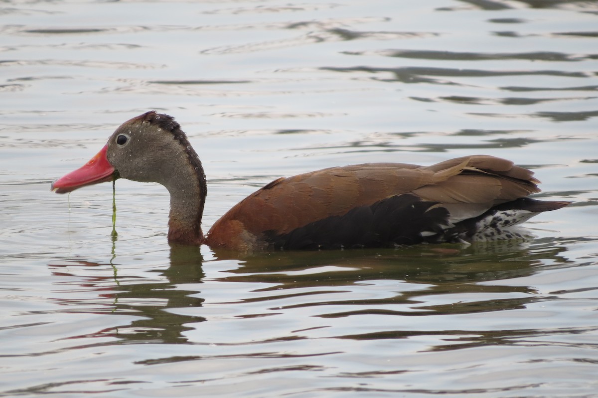 Black-bellied Whistling-Duck - ML166019011