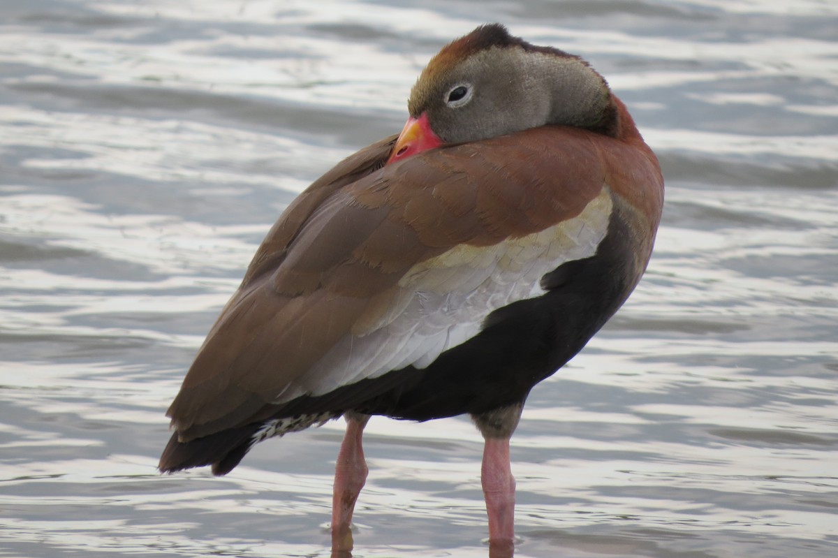 Black-bellied Whistling-Duck - ML166019021