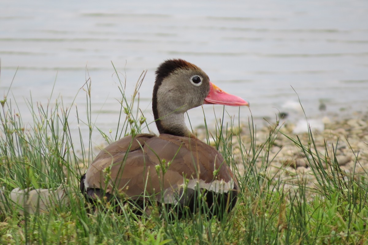 Black-bellied Whistling-Duck - ML166019061