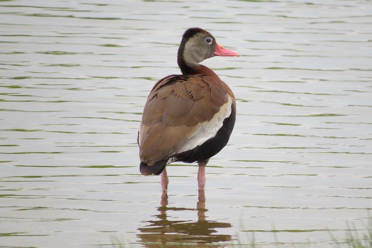 Black-bellied Whistling-Duck - ML166019101