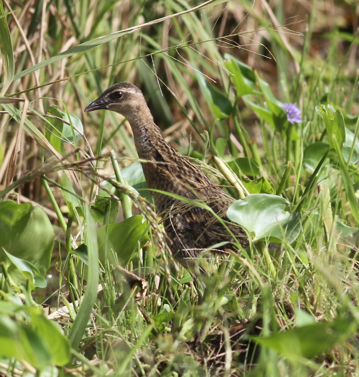 Buff-banded Rail - ML166019371