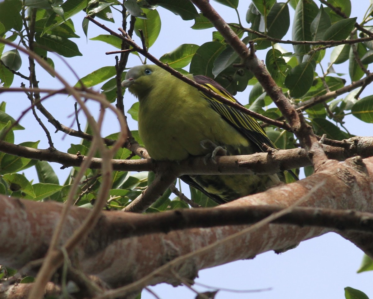 Philippine Green-Pigeon - ML166019861