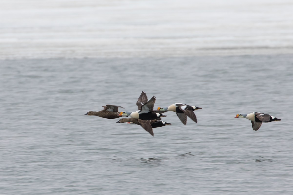 King Eider - ML166020461