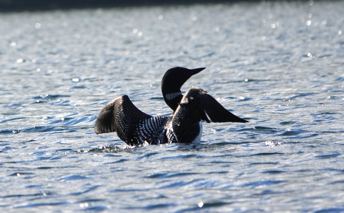 Plongeon huard - ML166020621