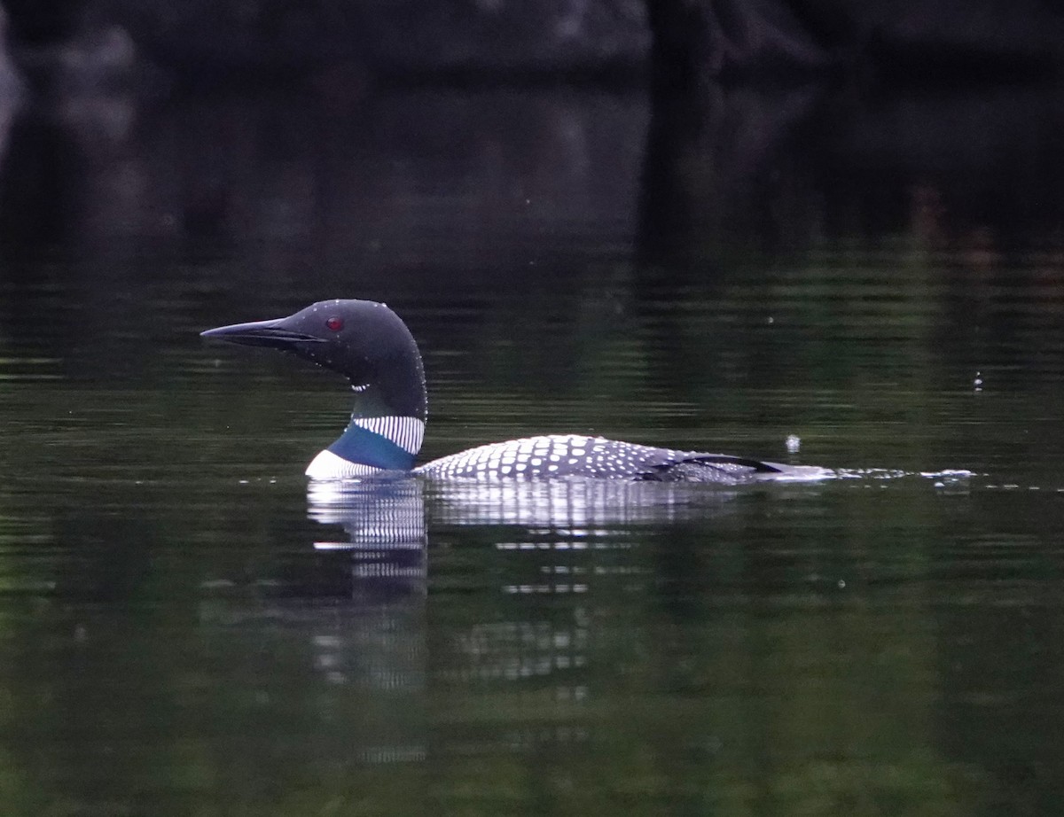 Common Loon - ML166020631