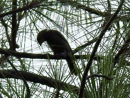 Brown-headed Cowbird - Karen Seward