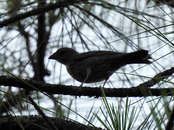 Brown-headed Cowbird - ML166020891