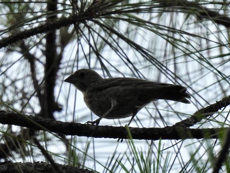 Brown-headed Cowbird - Karen Seward