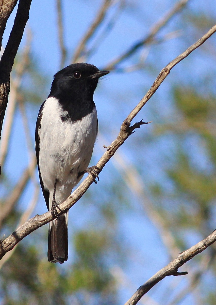 Hooded Robin - ML166021101