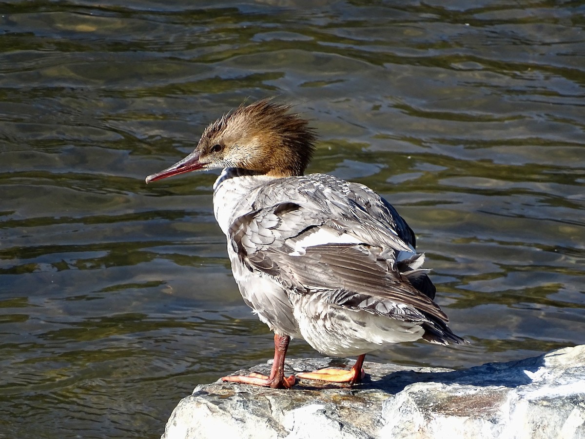 Common Merganser - Jeffrey Roth