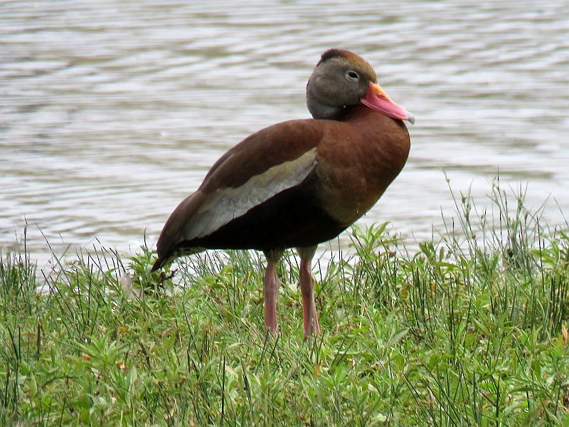 Black-bellied Whistling-Duck - ML166021981