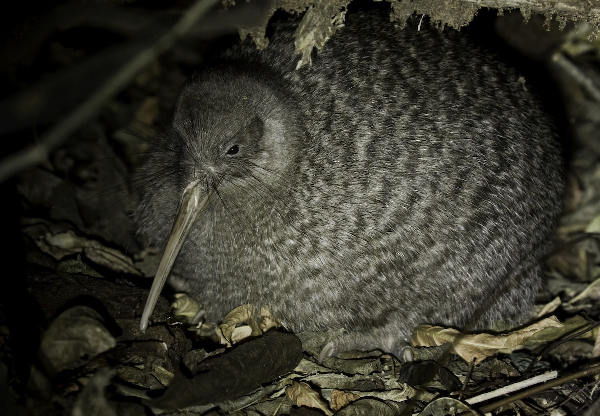 Little Spotted Kiwi - ML166022491