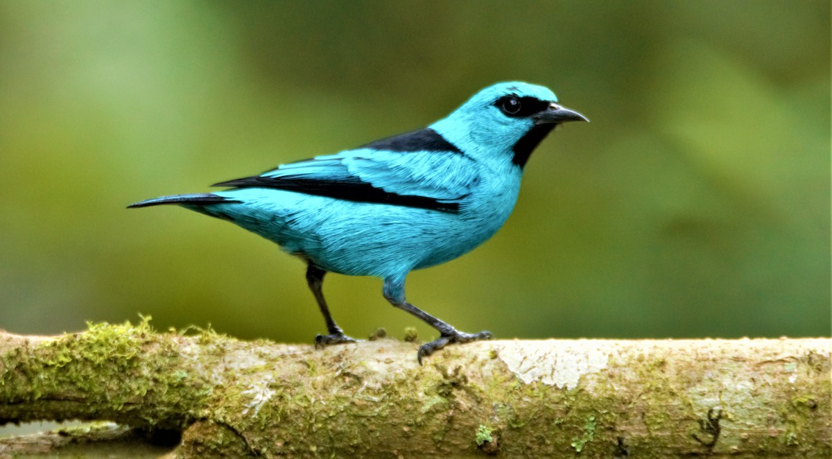 Black-legged Dacnis - Fabio Barata