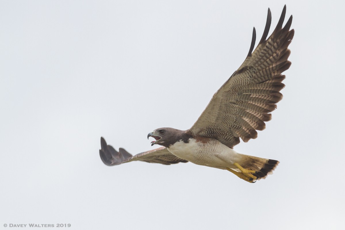 White-tailed Hawk - ML166026201