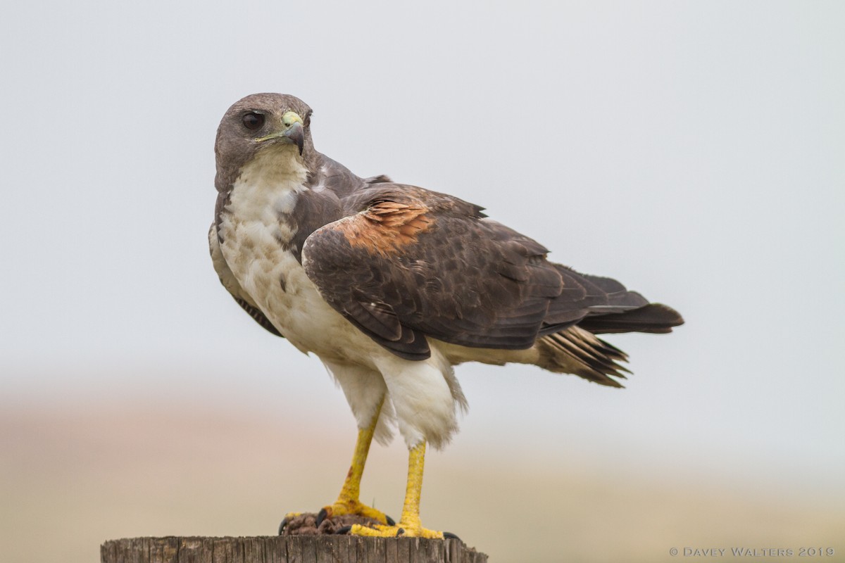 White-tailed Hawk - ML166026231